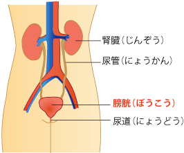 図1：膀胱の解剖学的位置