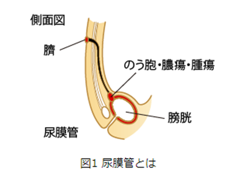尿膜