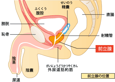 前立腺とは